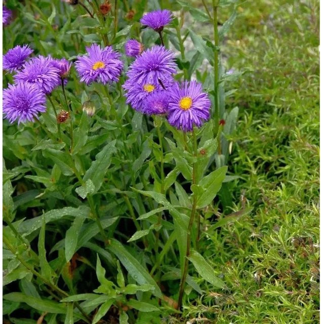 Alpenaster Dunkle Schöne Aster alpinus lila Staude für Steingärten - Bild 1