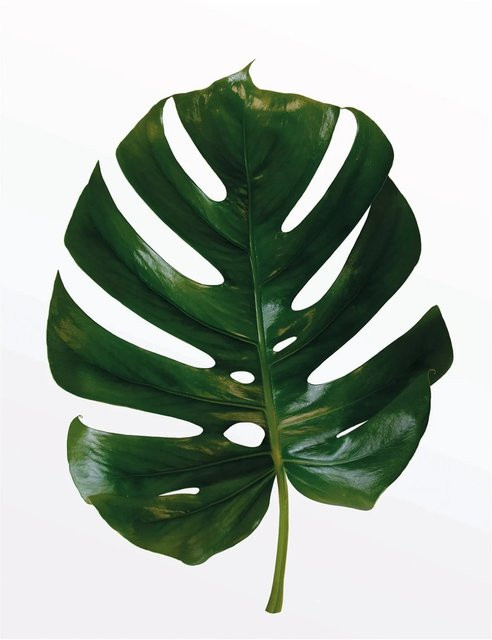 Komar Wandbild Monstera Leaf Green, B: 40 cm, H: 50 cm - Bild 1