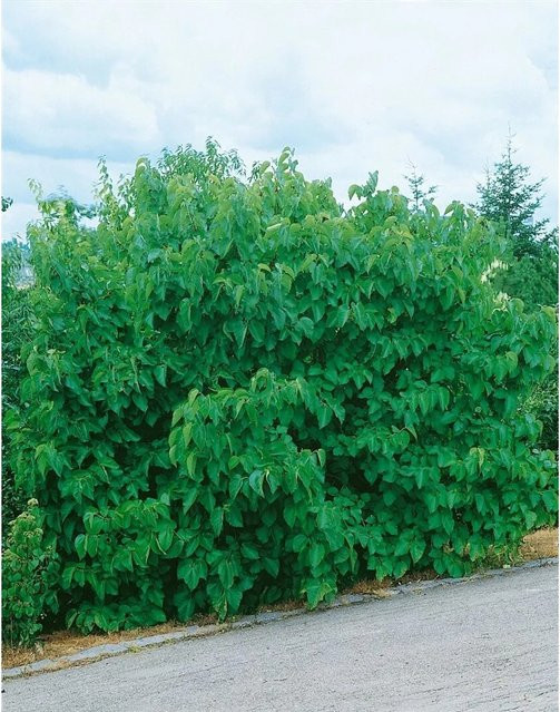 Morus Nigra Schwarze Maulbeere Jerusalem von Pflanzen für dich, Höhe: 50-60 cm - Bild 1