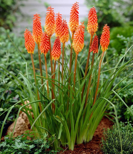 Kniphofia Alcazar Gartenpflanze - Bild 1