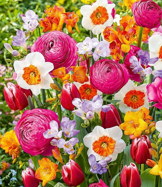 Blumenzwiebel-Mix Happy Spring - Bild 1