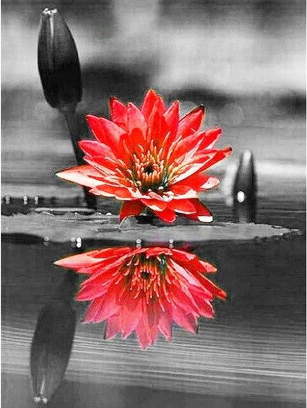 FIYO 5D Diamantgemälde Rote Rose Blumen Schwarz-Weiß-Serie mit Gold-Akzenten, B/H: 50 x 70 cm - Bild 4