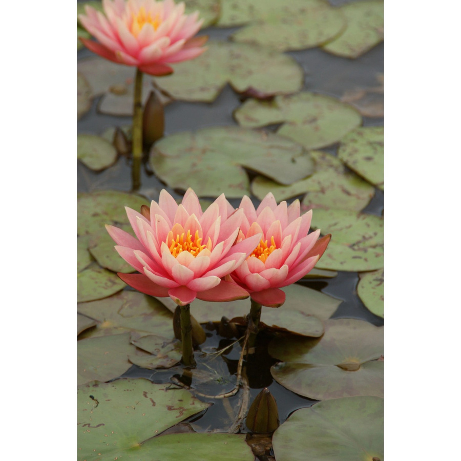 GROW by OBI Seerosen Set Aurora Nymphaea in Kupfer für den Gartenteich - Bild 2