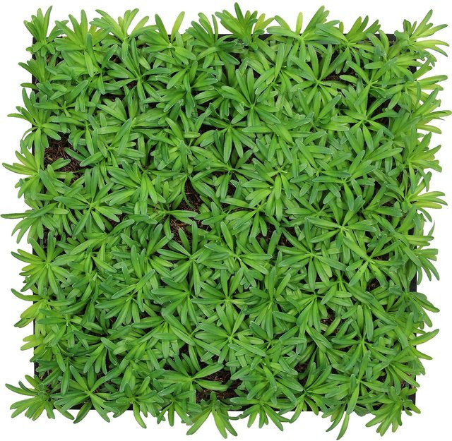 Jangal Wandpaneel Modular Wall Podocarpus Tea Tree, Grün, 52 x 52 cm - Bild 1