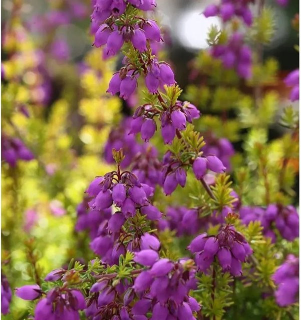 10x Erica cinerea Golden Sport Grauheide in Lila für Garten und Balkonkasten - Bild 1