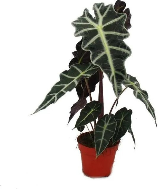 Exotenherz Alocasia sanderiana Pfeilblatt Tropenwurz Grün, Höhe: 45 cm - Bild 1