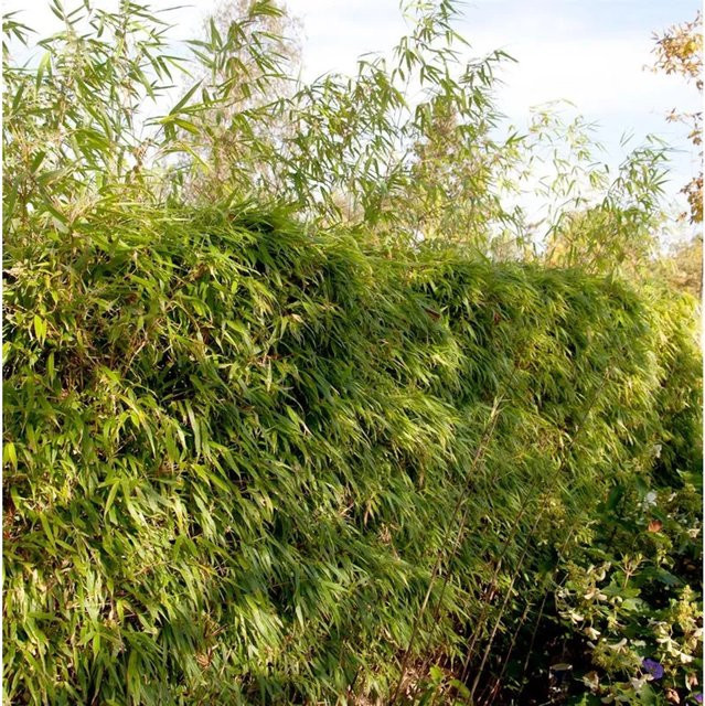 Fargesia rufa Heckenbambus als grüne Heckenpflanze von Nr-01.de, Höhe: 80-100 cm - Bild 1