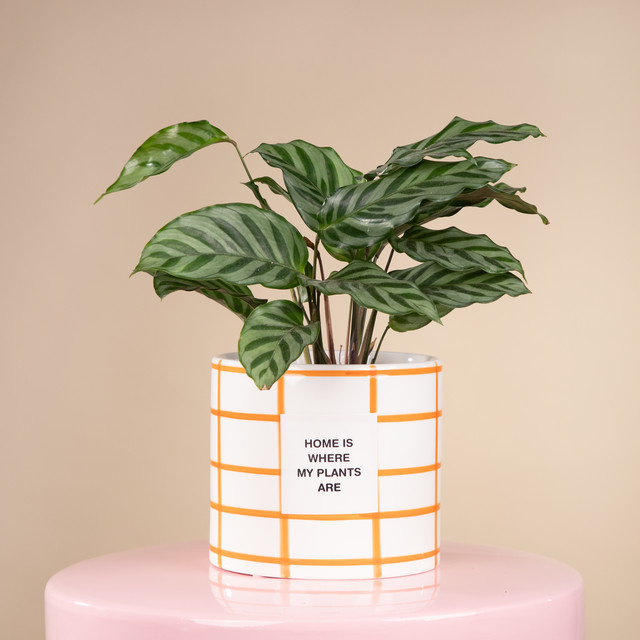 Keramik Übertopf BLUME2000 Tabletop in Orange mit weißem Streifendesign, Höhe: 14,5 cm, Durchmesser: 13 cm - Bild 1