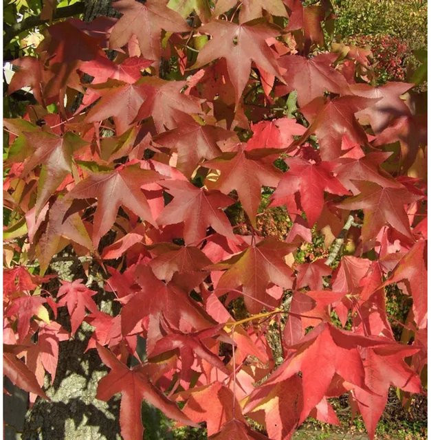 Amerikanischer Amberbaum Oakville Highlight Liquidambar styraciflua, Höhe: 100-125 cm - Bild 1