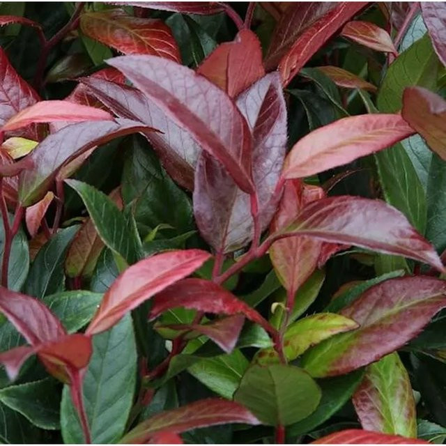 Traubenmyrte Scarletta Leucothoe walteri rote Blätter, Höhe: 20-25 cm - Bild 1