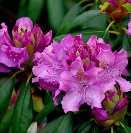 INKARHO Rhododendron Roseum Elegans Alpenrose in Pink, 30-40 cm