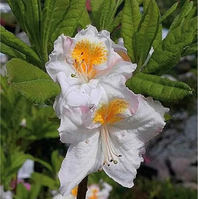 Azalee Möwe Rhododendron luteum Alpenrose für deinen Garten, Höhe: 60-80 cm - Bild 1