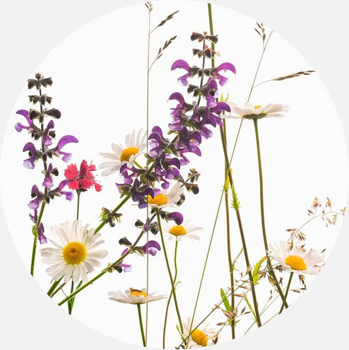 K&L Wall Art Vliestapete Kadam GänseBlumen Vintage, runde Wandgestaltung in mehrfarbig und matt - Bild 1