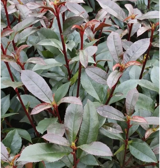 Photinia fraseri Devils Dream Glanzmispel Heckenpflanze in Rot und Grün, Höhe: 100-125 cm - Bild 1
