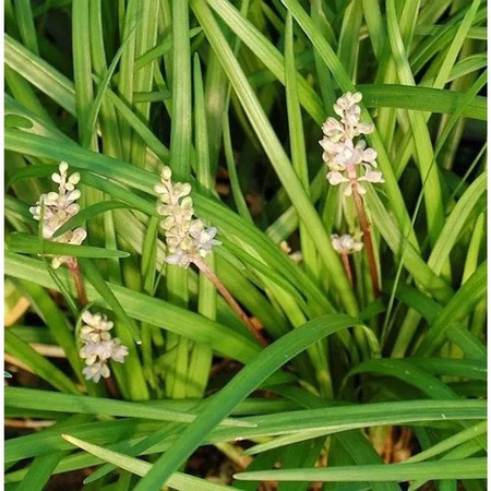 Liriope spicata Lilienschwertel - Grüne Stauden als Bodendecker für deinen Garten