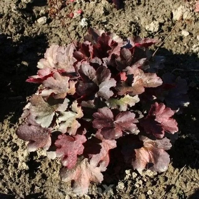 Heuchera micrantha Purpurglöckchen Cherry Cola Bodendecker in Topf, lila - Bild 1