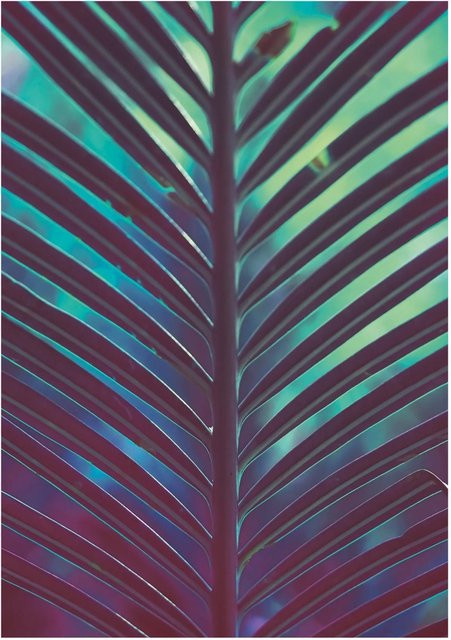 Komar Wandbild Hide Paper Poster Multicolor B: 50 cm, H: 70 cm - Bild 1