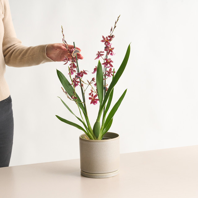 Cambria-Orchidee Barrocco Red von BLUME2000 in Rot - Bild 1