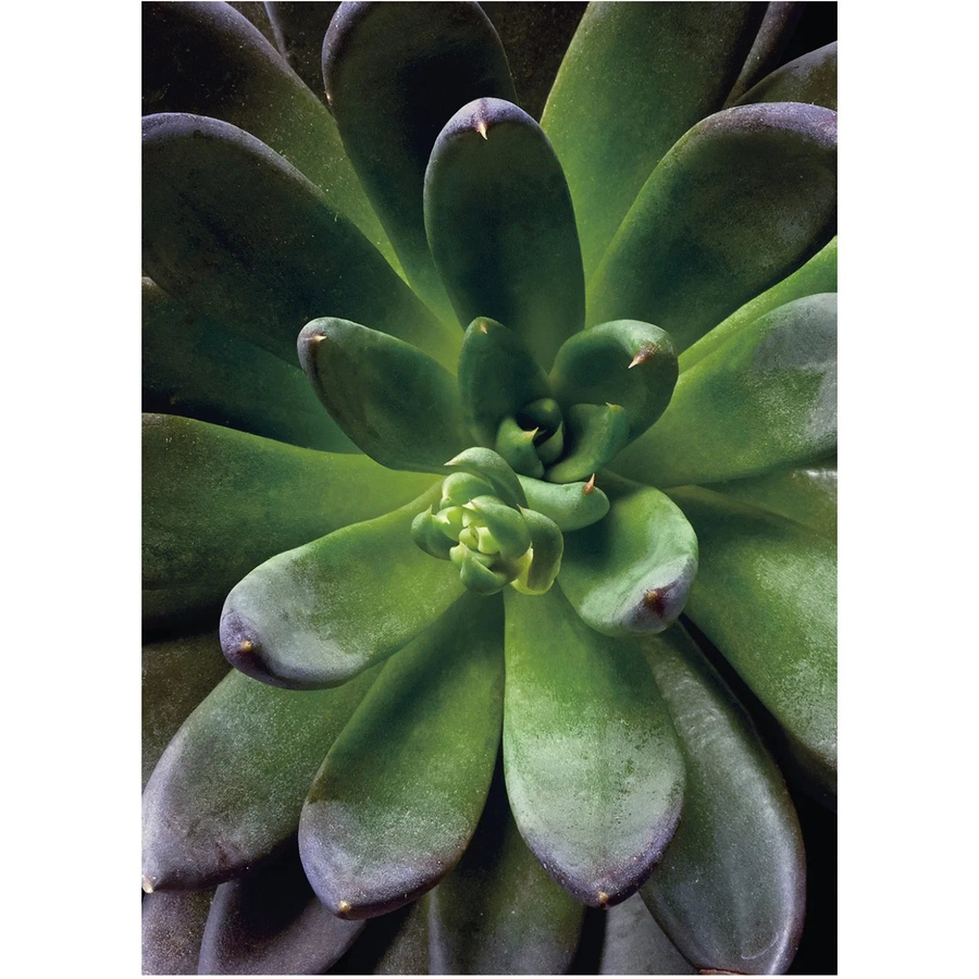 Komar Wandbild Succulent Green B/H: 30 x 40 cm - Bild 2