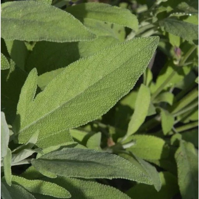 Echter Salbei Major Salvia officinalis als grüne Gewürz- und Duftpflanze von Nr-01.de - Bild 1