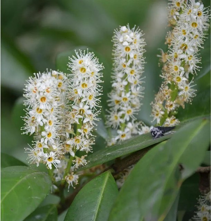 Hochstamm Kirschlorbeer Miniredia Prunus laurocerasus als Heckenpflanze für kleine Gärten, Höhe: 80-100 cm