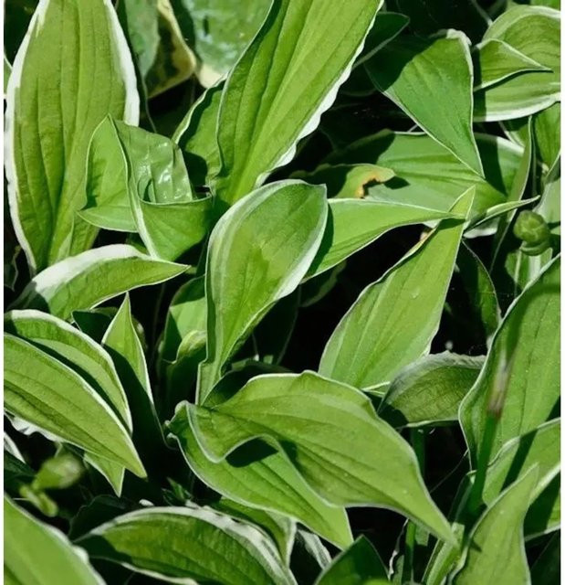 Hosta sieboldii Schmalblattfunkie Ginko Craig von Nr-01.de, grüne Staude als Bodendecker - Bild 1