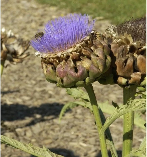 Zierartischocke Cynara scolymus Strauch für den Garten - Bild 1