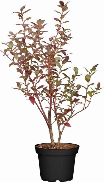 GROW by OBI Heidelbeere Elisabeth Vaccinium als Fruchtstrauch im Topf, Höhe: 30-40 cm - Bild 1