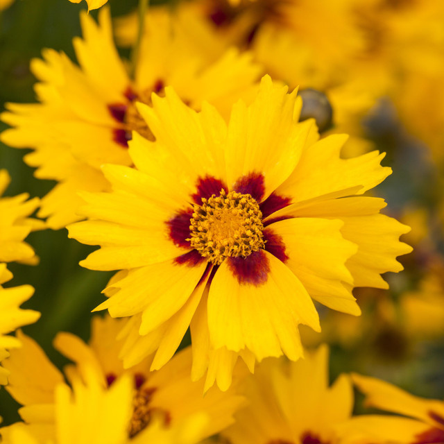 BIO Mädchenauge Sterntaler Coreopsis lanceolata Stauden 3 Stück von BLUME2000 - Bild 1