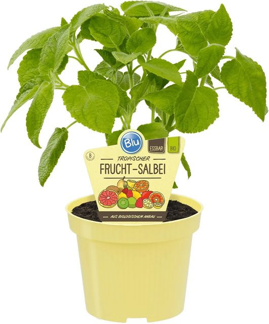 Blu Bio Fruchtsalbei Salvia in Topf, violett - Bild 1
