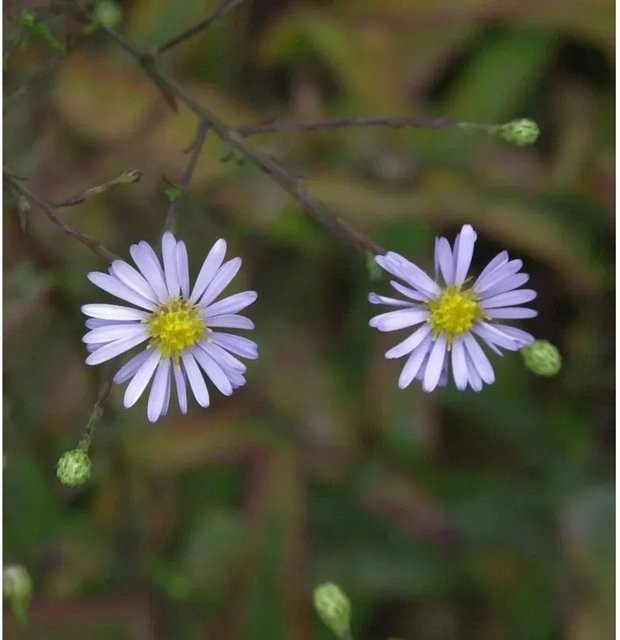 Herbstwild Aster laevis lila mehrjährige Pflanze im Topf - Bild 1