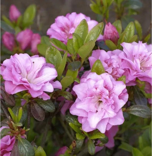 Japanische Azalee Rosinetta Rhododendron obtusum in Pink, Topfpflanze 25-30 cm - Bild 1