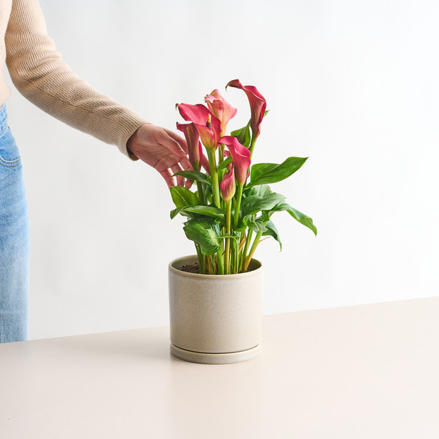 Afrikanische Calla Zantedeschia aethiopica Rot von BLUME2000 für Garten und Zuhause - Bild 1