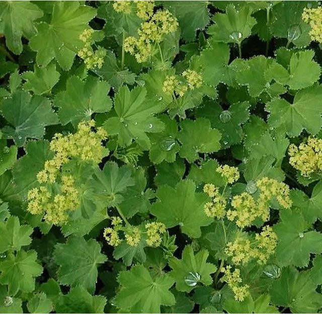 Alchemilla epipsila Frauenmantel in Grün und Gelb als mehrjährige Pflanze im Topf - Bild 1