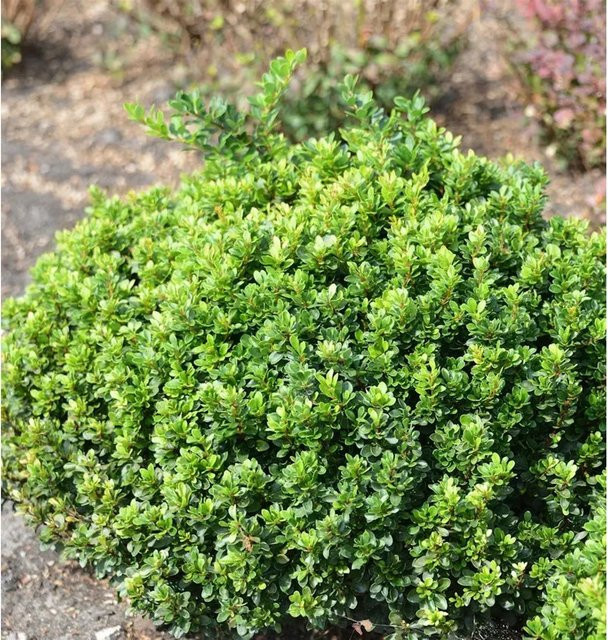 Berberis thunbergii Berberitze Green Sapphire in Grün als pflegeleichte Hecke, Höhe: 15-20 cm - Bild 1