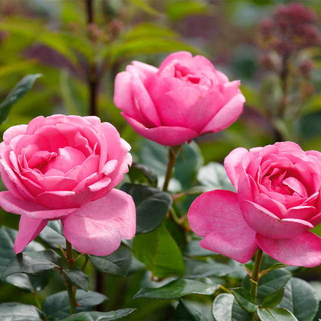 Edelrose Desirée von BLUME2000 in Rose, wurzelnackt - Bild 1
