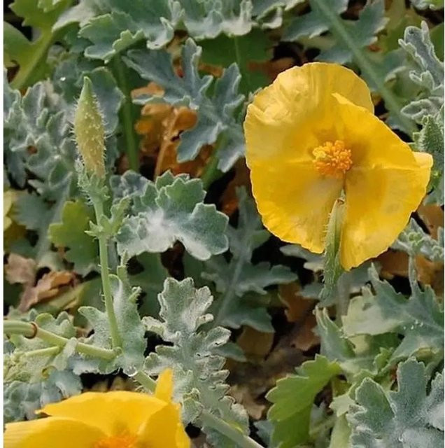 Glaucium flavum Hornmohn gelbe Staude für Steingärten und Freiflächen - Bild 1