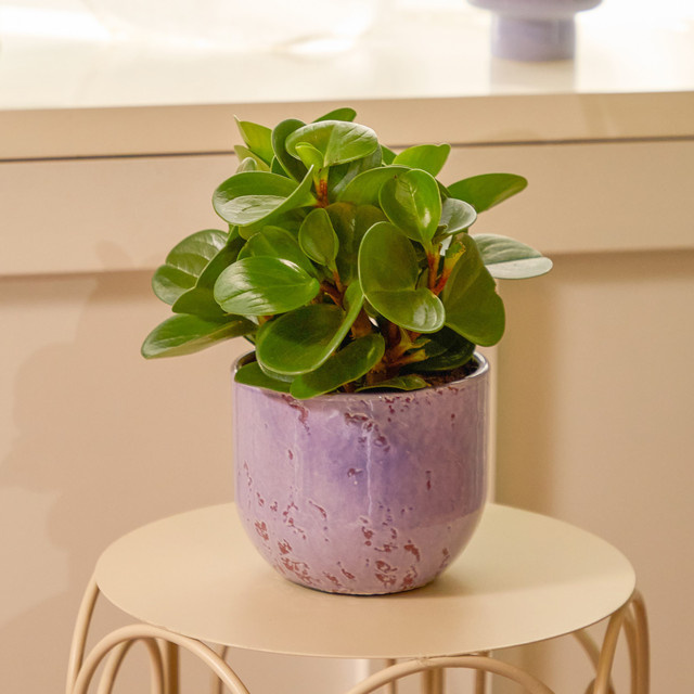 Peperomia Raindrop S von BLUME2000, grüne Zimmerpflanze mit tropfenförmigen Blättern - Bild 1