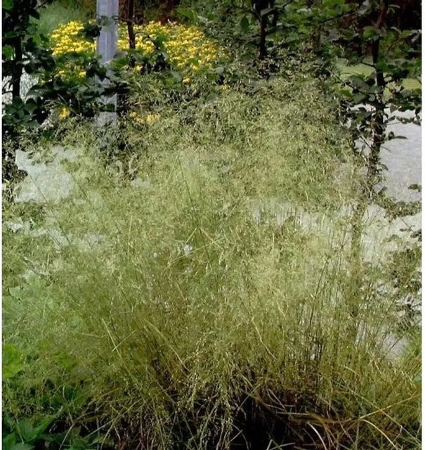 Waldschmiele Tardiflora Deschampsia als grüne Staude für das Freiland - Bild 1