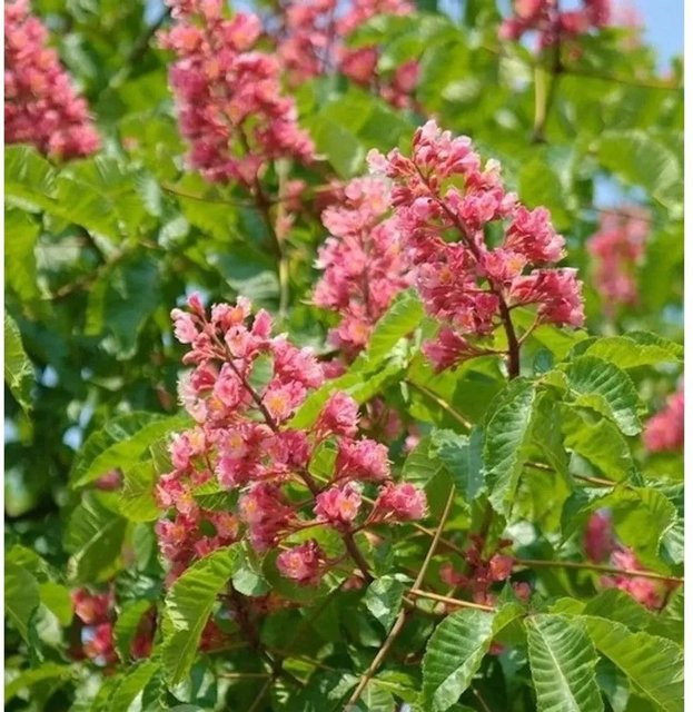 Aesculus Fleischrote Rosskastanie Hochstamm, Farbe: Rot/Rosa, Höhe: 80-100 cm - Bild 1