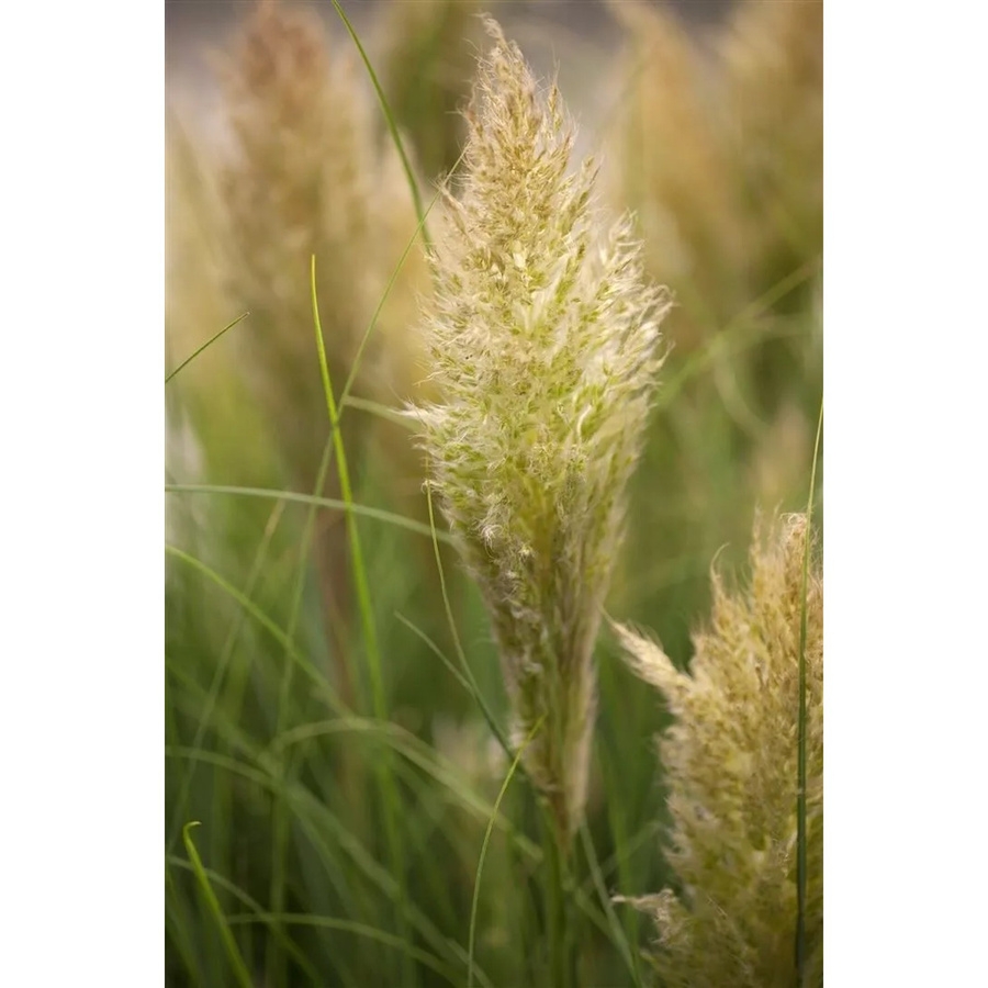 Cortaderia Selloana Liliput Pampasgras Kompakt als mehrjährige Zierpflanze in weiß, 3-5 Liter Container - Bild 2
