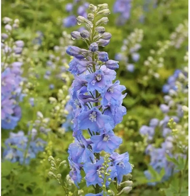 Delphinium Summer Skies - Rittersporn Pacific in Blau als mehrjährige Pflanze für den Freilandgarten - Bild 1