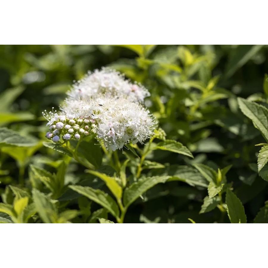 Japanische Strauchspiere Spiraea Japonica Albiflora, weißer Zierstrauch, Höhe: 30-40 cm - Bild 2