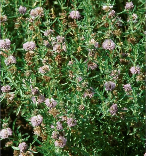 Englische Wasserminze Mentha cervina Zierstaude von Nr-01.de in Topf mit lila Blüten - Bild 1