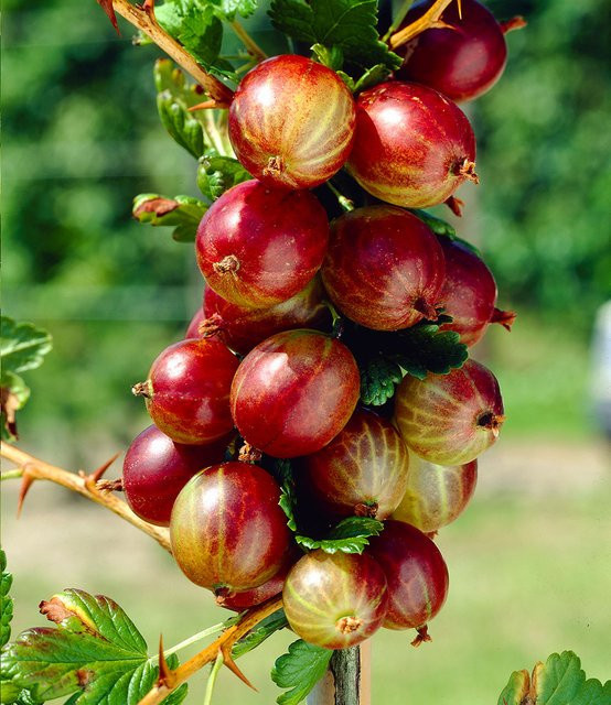 Rote Säulen-Stachelbeere - Bild 1