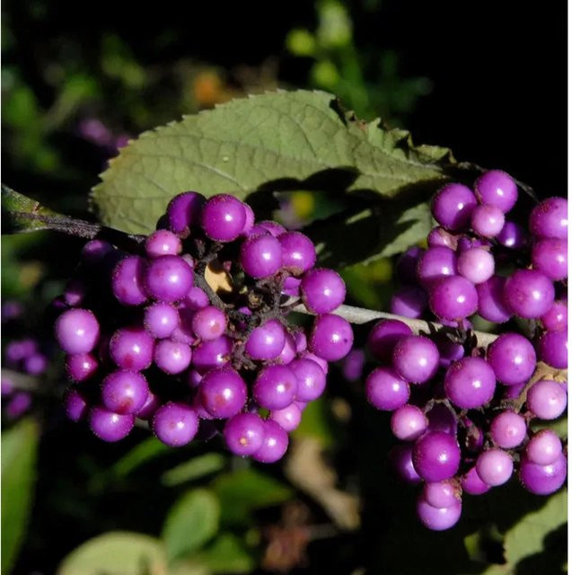 Liebesperlenstrauch Callicarpa bodinieri giraldii Imperial Pearl in Lila, Höhe: 40-60 cm - Bild 1
