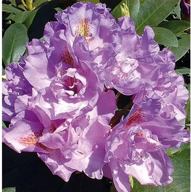 Rhododendron Fastuosum Flore Pleno Alpenrose in Purple von Die Nr-01.de - Bild 1