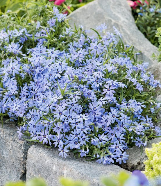 Blauer Teppich-Phlox - Bild 1