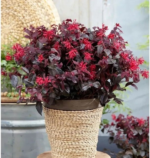 Loropetalum chinense Riemenblüte Daybreaks Flame in Rot und Purpur, Höhe: 40-60 cm - Bild 1