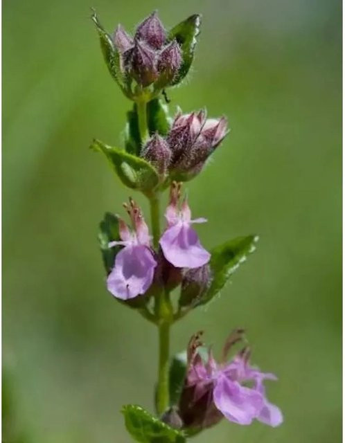 Echter Gamander Wildform Teucrium chamaedrys Halbstrauch für Steingärten und Mauerstandorte - Bild 1